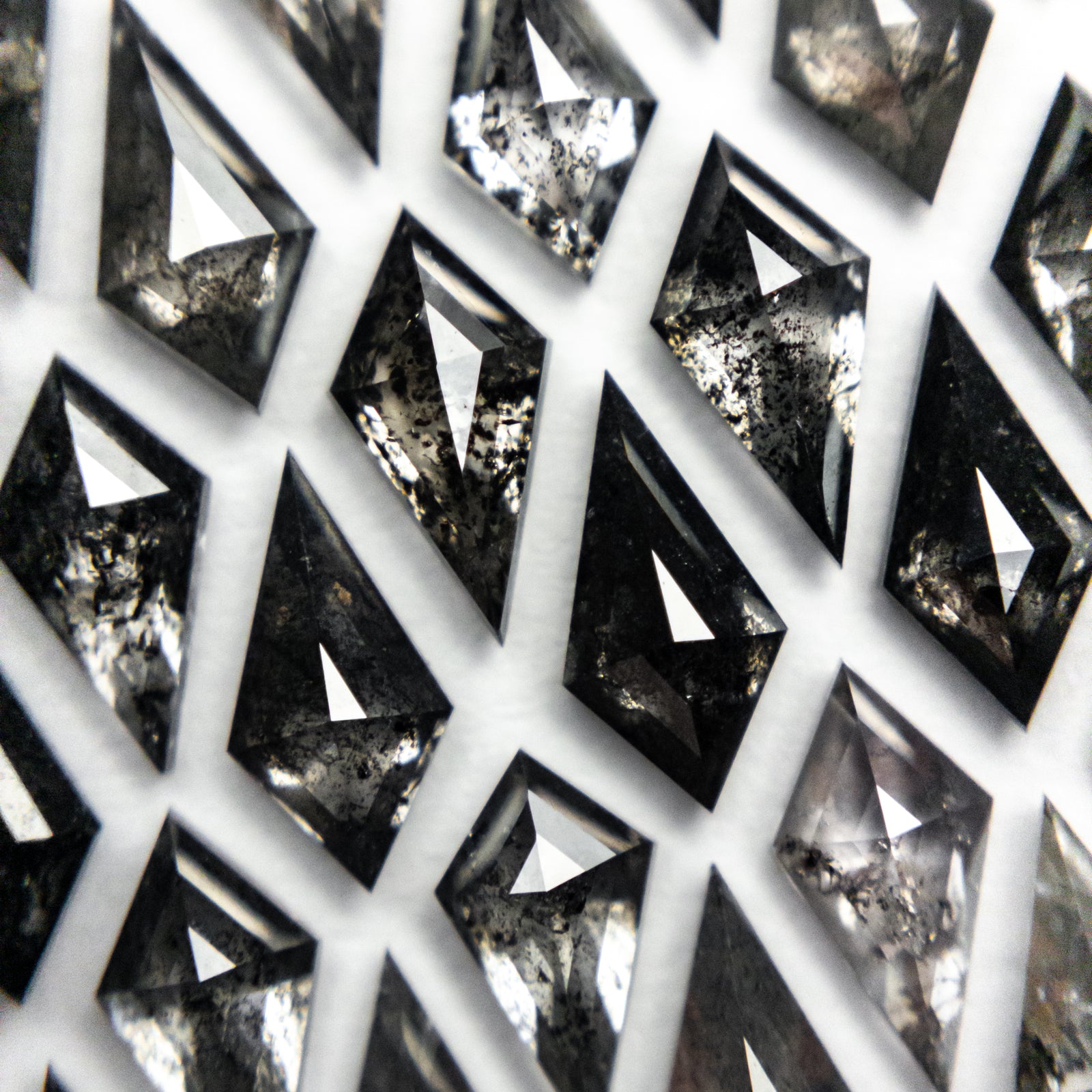 Salt and Pepper Kite Rosecut Melee