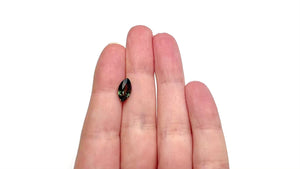 2.94ct 11.61x6.44x5.02mm Marquise Brilliant Sapphire 27347-02