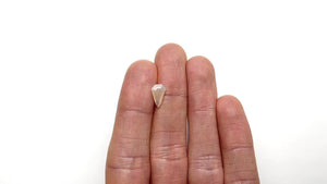 2.54ct 10.98x7.25x4.82mm Shield Step Cut Sapphire 24377-01